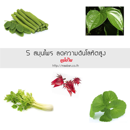 5 สมุนไพร ลดความดันโลหิตสูง สำนักพิมพ์แม่บ้าน