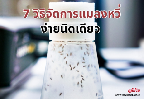 7 วิธีจัดการแมลงหวี่ ง่ายนิดเดียว สำนักพิมพ์แม่บ้าน