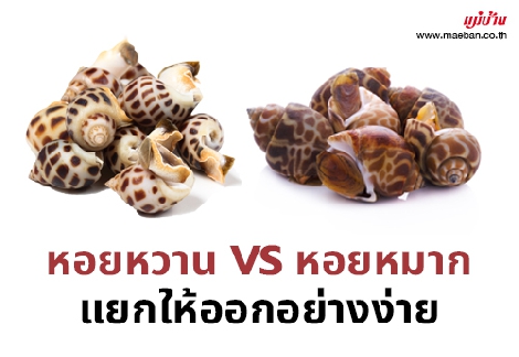 หอยหวาน VS หอยหมาก แยกให้ออกอย่างง่าย สำนักพิมพ์แม่บ้าน