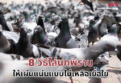 8 วิธีไล่นกพิราบ ให้เผ่นแน่บแบบไม่เหลือเยื่อใย สำนักพิมพ์แม่บ้าน