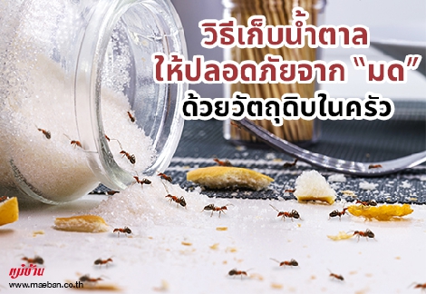 วิธีเก็บน้ำตาลให้ปลอดภัยจาก “มด” ด้วยวัตถุดิบในครัว สำนักพิมพ์แม่บ้าน