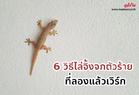 6 วิธีไล่จิ้งจกตัวร้าย ที่ลองแล้วเวิร์ก สำนักพิมพ์แม่บ้าน