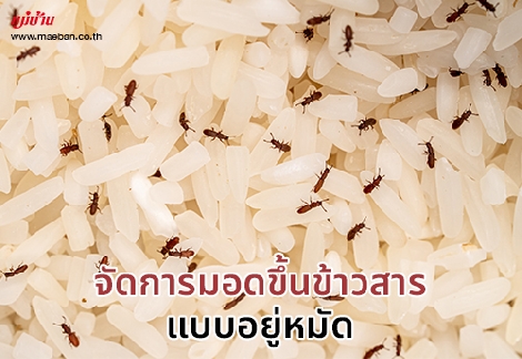 จัดการ “มอดขึ้นข้าวสาร” แบบอยู่หมัด สำนักพิมพ์แม่บ้าน