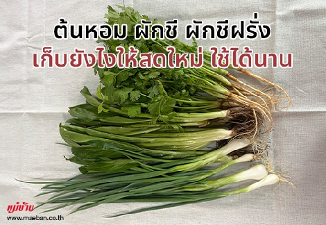 ต้นหอม ผักชี ผักชีฝรั่ง เก็บยังไงให้สดใหม่ใช้ได้นาน สำนักพิมพ์แม่บ้าน