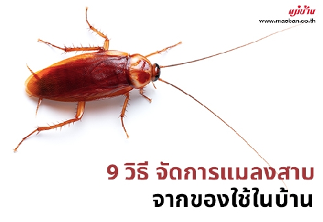 9 วิธี จัดการแมลงสาบ จากของใช้ในบ้าน สำนักพิมพ์แม่บ้าน