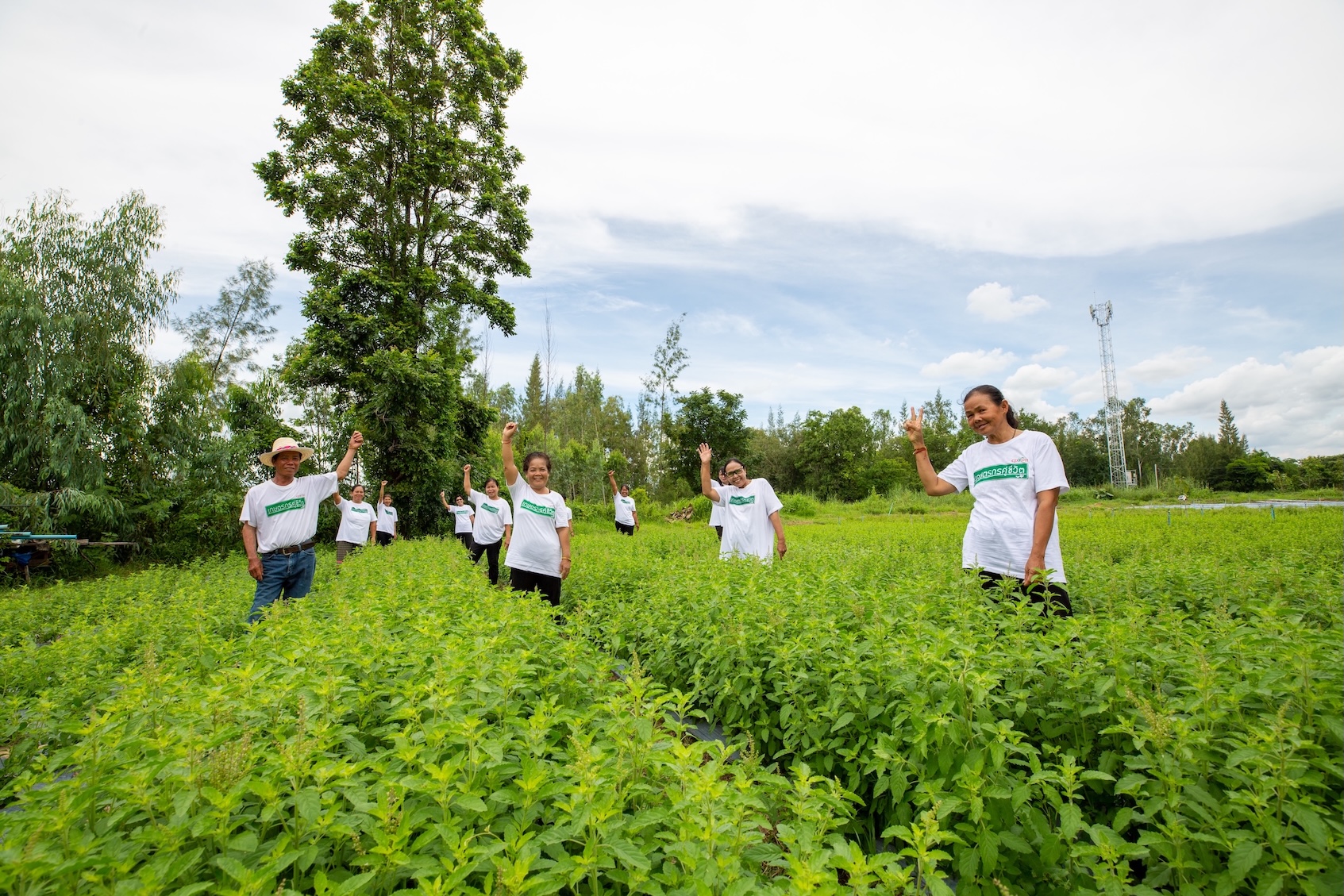 เบื้องหลังความอร่อยข้าวกล่องพร้อมทานถาดสีแดงซีพีแรมใน 7-Eleven:  เจาะลึกข้าวกะเพราซีพีแรม จากการวิจัยสายพันธุ์ “กะเพราป่า” สู่การพัฒนาความมั่นคง-ความยั่งยืนทางอาหาร ยกระดับคุณภาพชีวิตเกษตรกรไทย