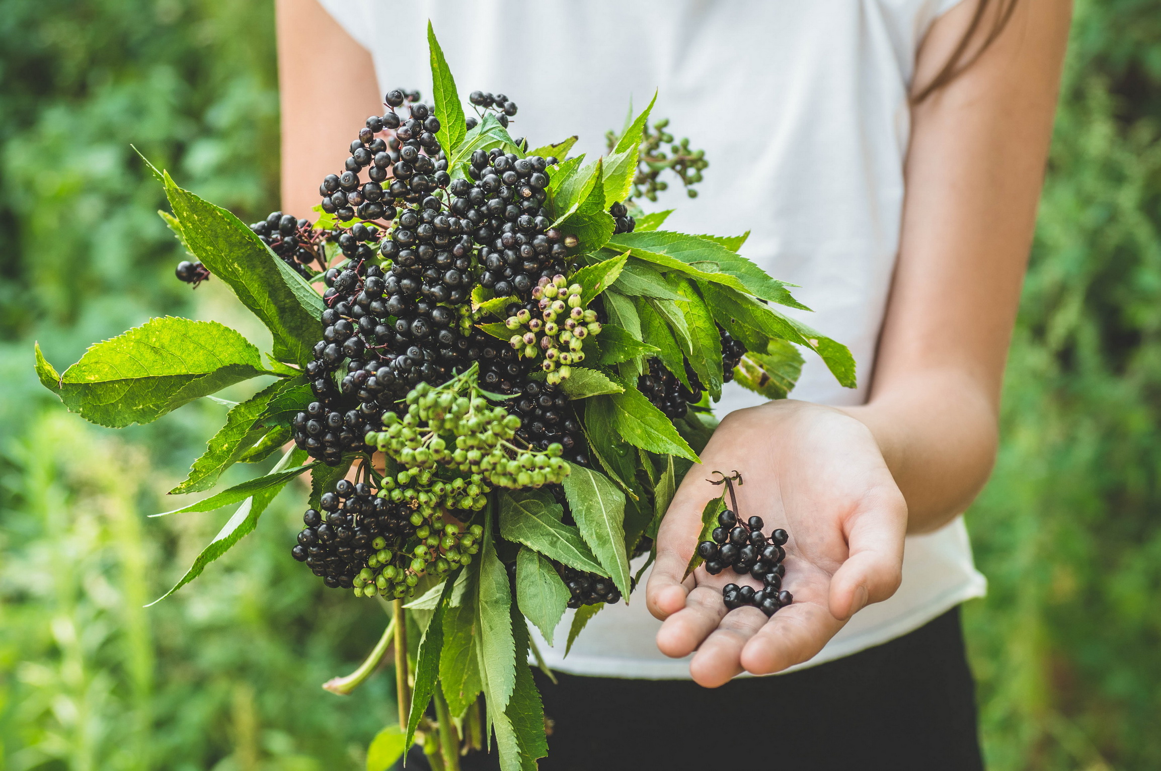 ชวนรู้จัก Elderberry เบอร์รี่มาแรงกับประโยชน์ที่ช่วยป้องกันไวรัส