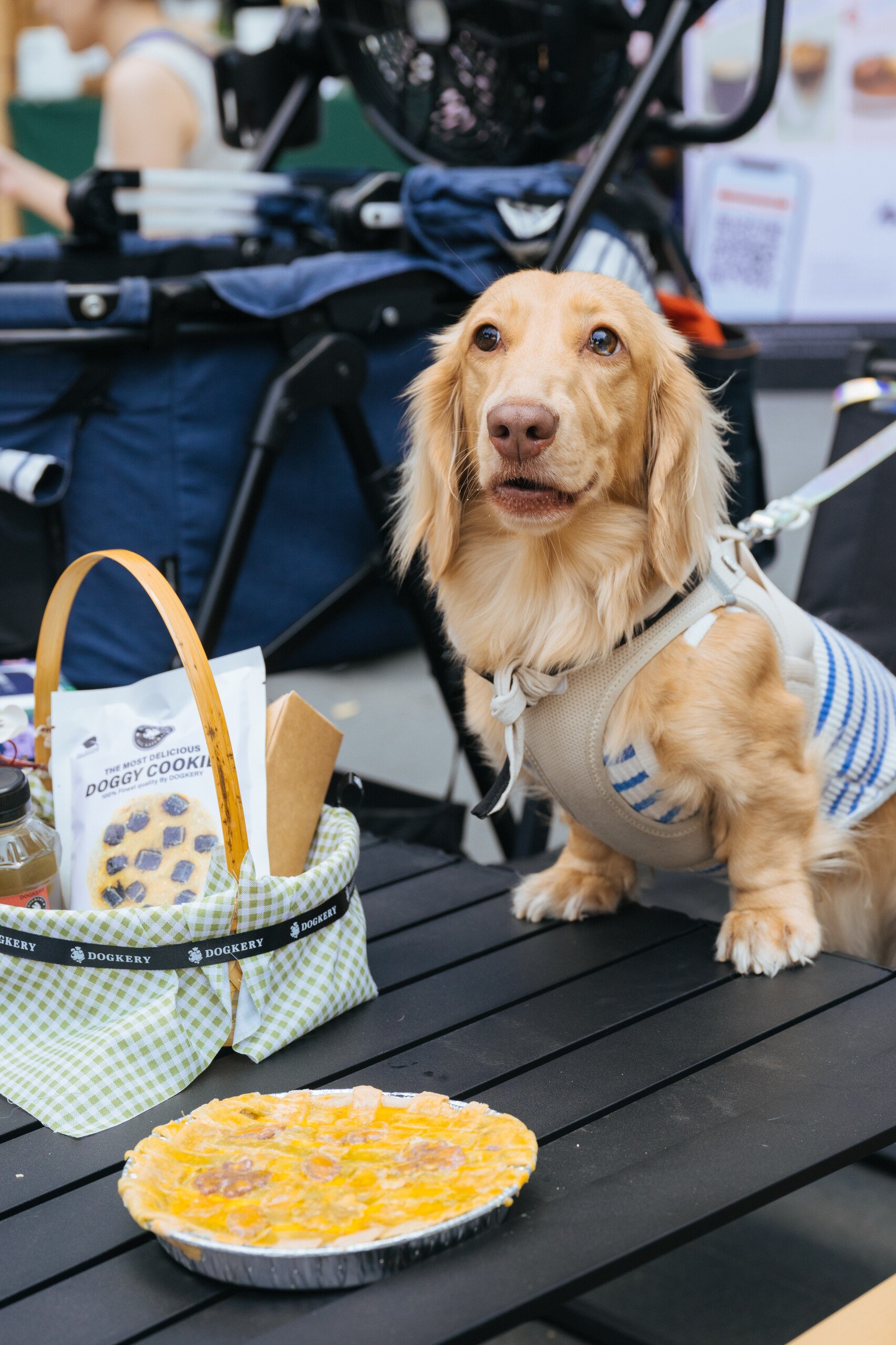 ปิกนิกสุดฟินกับ Dogkery ในงาน Picnic in PET PARQ คอมมูนิตี้แห่งความสุข เติมเต็ม Wellness ทั้งกาย-ใจ ให้คุณและสัตว์เลี้ยงที่ เดอะ ปาร์ค