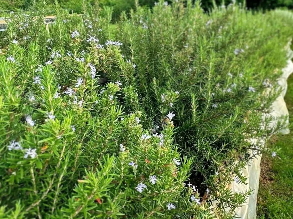 จากฟาร์มผักออร์แกนิค…สู่เมนูอาหารที่ห้องอาหารรุกข์ คูซีน  โรงแรมรุกข์ คีรี เขาใหญ่ เดอะ เซ็นทารา คอลเลกชัน