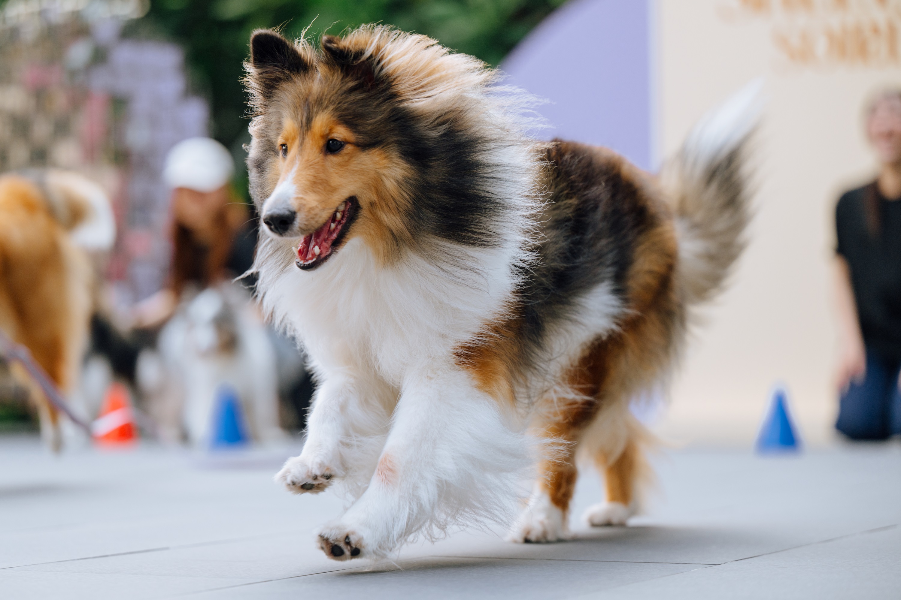 มากกว่าพื้นที่ แต่คือโมเมนต์ดีๆ เดอะ ปาร์ค รวมพลเชลตี้ ในงาน“The Shelties Soirée” เติมเต็ม Pet-Friendly Community ใจกลางเมือง สำนักพิมพ์แม่บ้าน