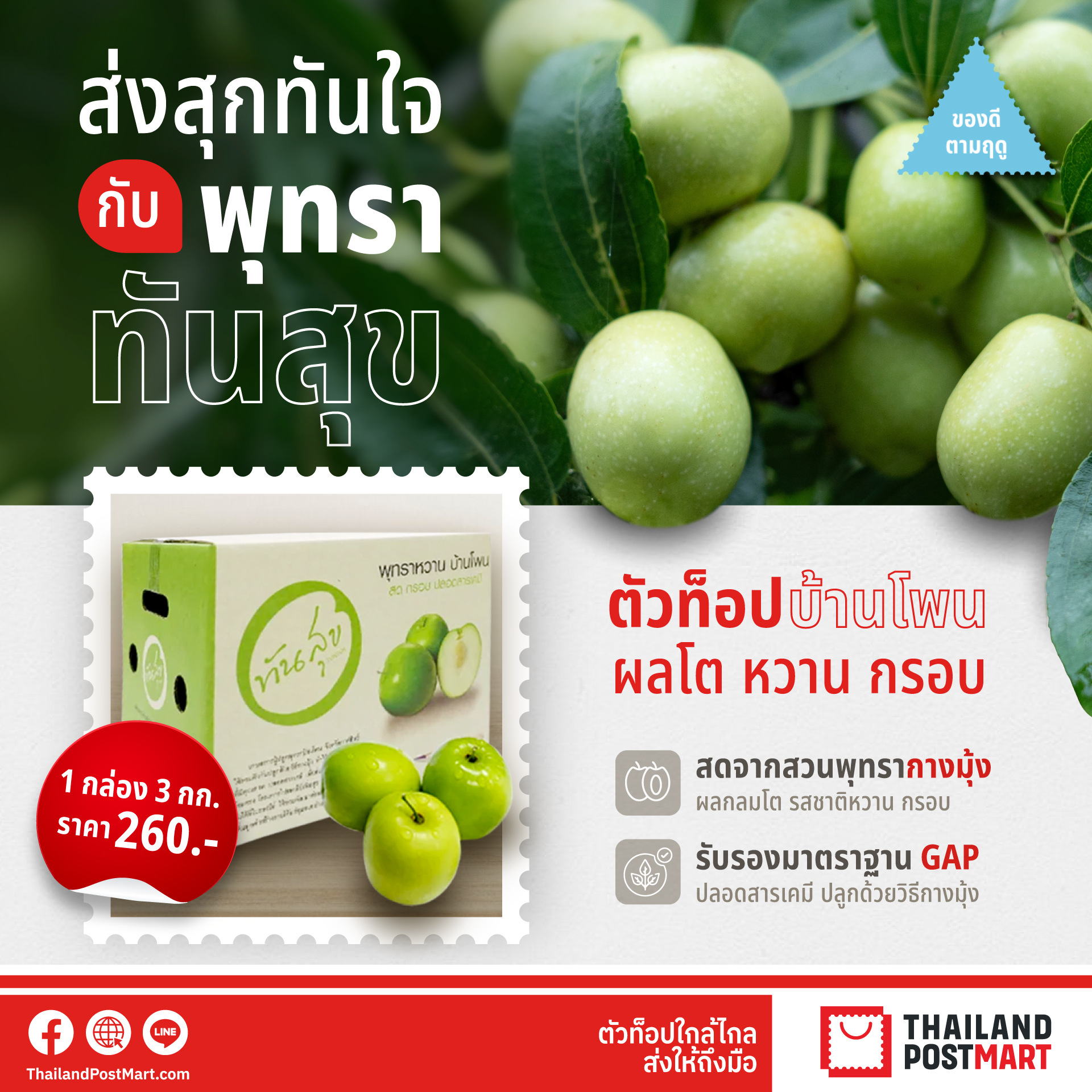  ไปรษณีย์ไทยส่งตรงของดีจากสวน “พุทรา ทันสุข” ผลไม้ตัวท็อปกาฬสินธุ์ หวาน กรอบระดับพรีเมียม ปลูกด้วยวิธีธรรมชาติ อุดหนุนได้ที่ไทยแลนด์โพสต์มาร์ท