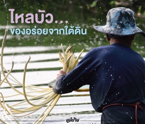 ไหลบัว... ของอร่อยจากใต้ดิน สำนักพิมพ์แม่บ้าน