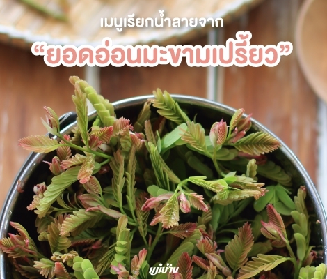 เมนูเรียกน้ำลายจาก “ยอดอ่อนมะขามเปรี้ยว”  สำนักพิมพ์แม่บ้าน