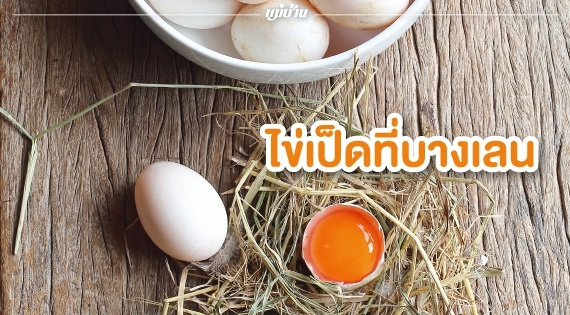 ไข่เป็ดที่บางเลน สำนักพิมพ์แม่บ้าน