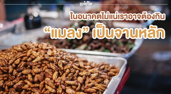 ในอนาคตไม่แน่เราอาจต้องกิน “แมลง” เป็นจานหลัก สำนักพิมพ์แม่บ้าน