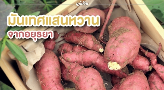 เมนูมันหวานจาก… มันเทศ สำนักพิมพ์แม่บ้าน