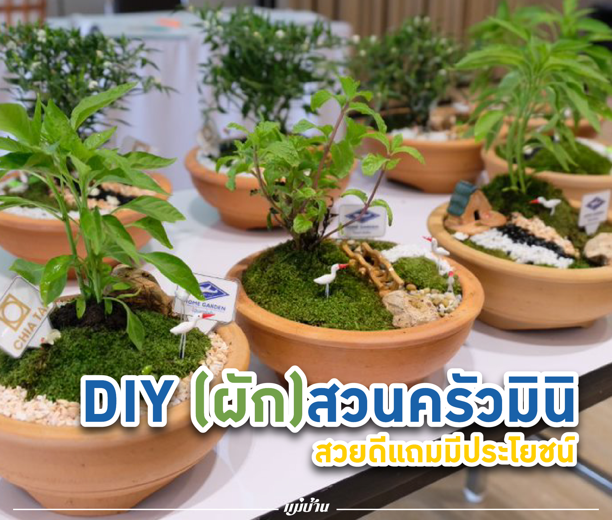 DIY (ผัก)สวนครัวมินิ สวยดีแถมมีประโยชน์ สำนักพิมพ์แม่บ้าน