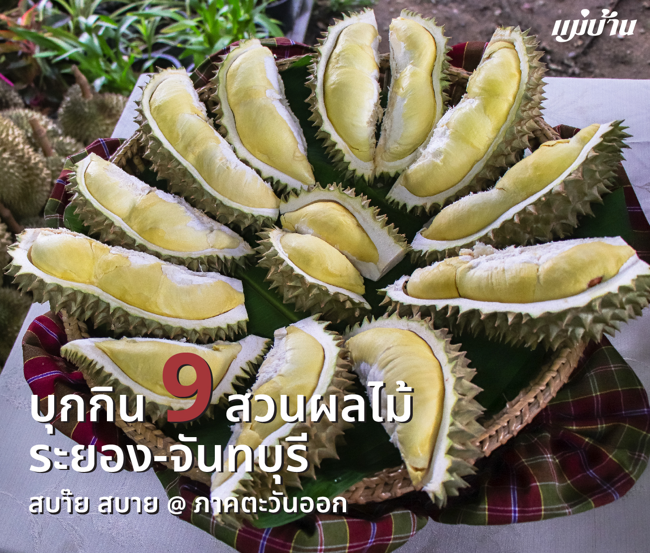 บุกกิน 9 สวนผลไม้ ระยอง-จันทบุรี สบ๊าย สบาย @ ภาคตะวันออก สำนักพิมพ์แม่บ้าน