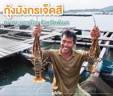 กุ้งมังกรเจ็ดสี ณ เกาะยาวน้อย  จังหวัดพังงา สำนักพิมพ์แม่บ้าน