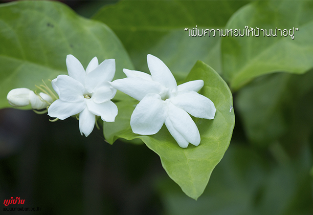 เพิ่มความหอมให้บ้านน่าอยู่
