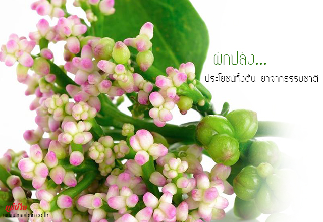 ผักปลัง ประโยชน์ทั้งต้น ยาจากธรรมชาติ