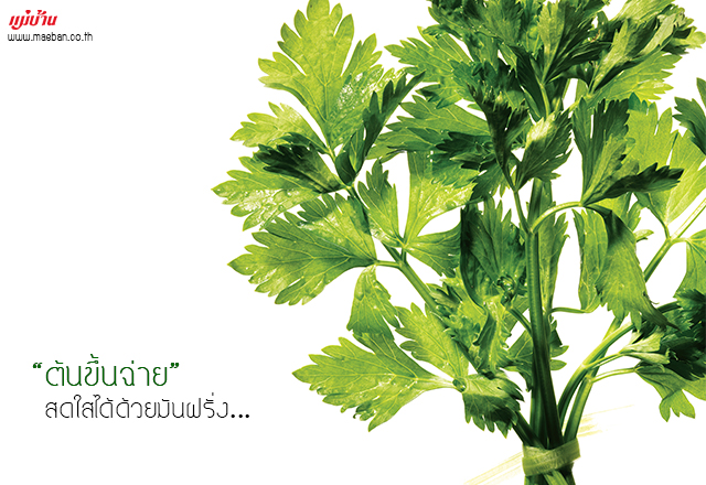 ต้นขึ้นฉ่ายสดใสได้ด้วยมันฝรั่ง