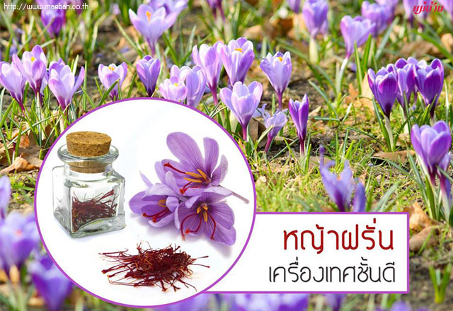 หญ้าฝรั่น เครื่องเทศชั้นดี