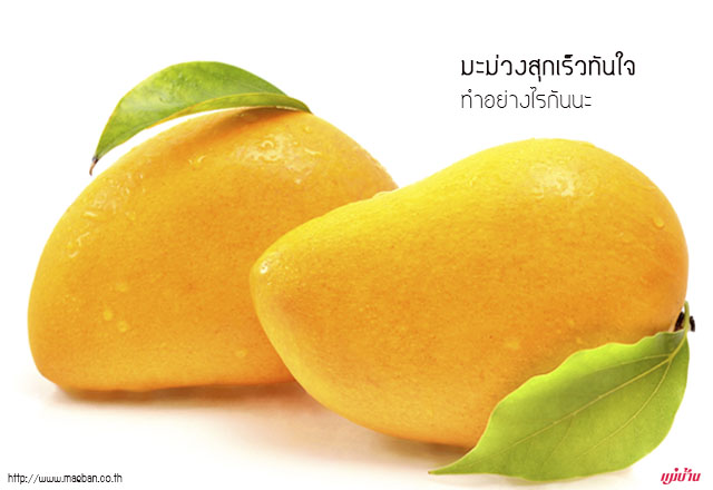 มะม่วงสุกเร็วทันใจ ทำอย่างไรกันนะ